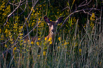 Mule Deer In Flowers